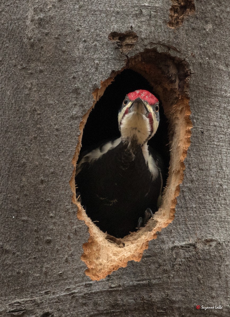Pileated Woodpecker - ML76195821