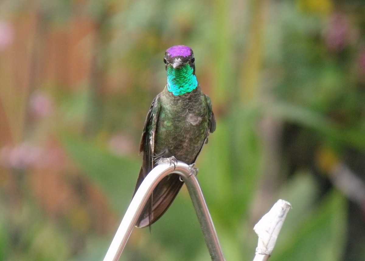 Talamanca Hummingbird - Merryl Edelstein