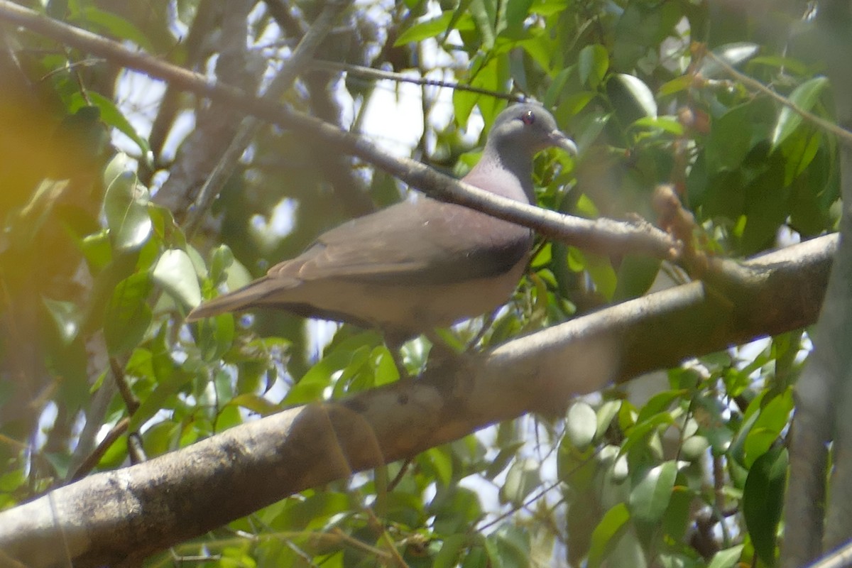 Malagasy Turtle-Dove - ML76197891