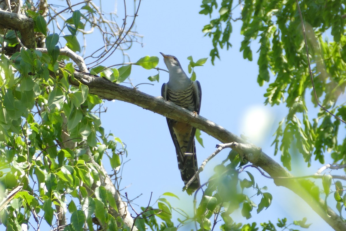 Madagascar Cuckoo - ML76197921