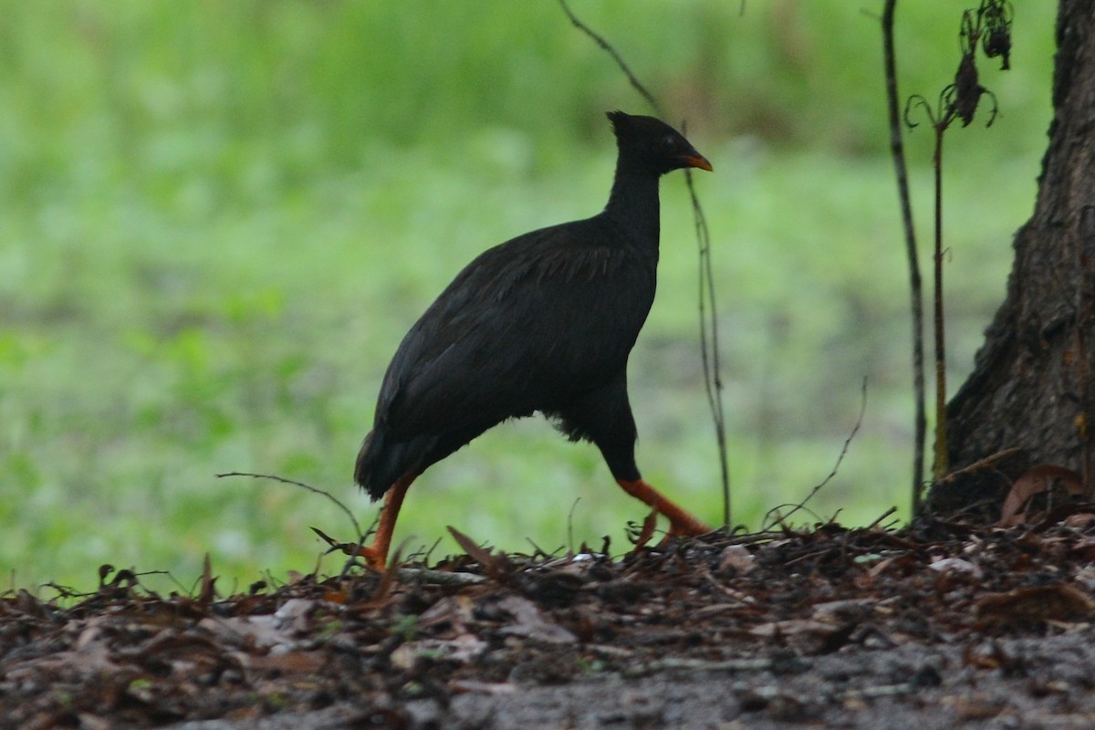 Orange-footed Megapode - Cathy Pasterczyk