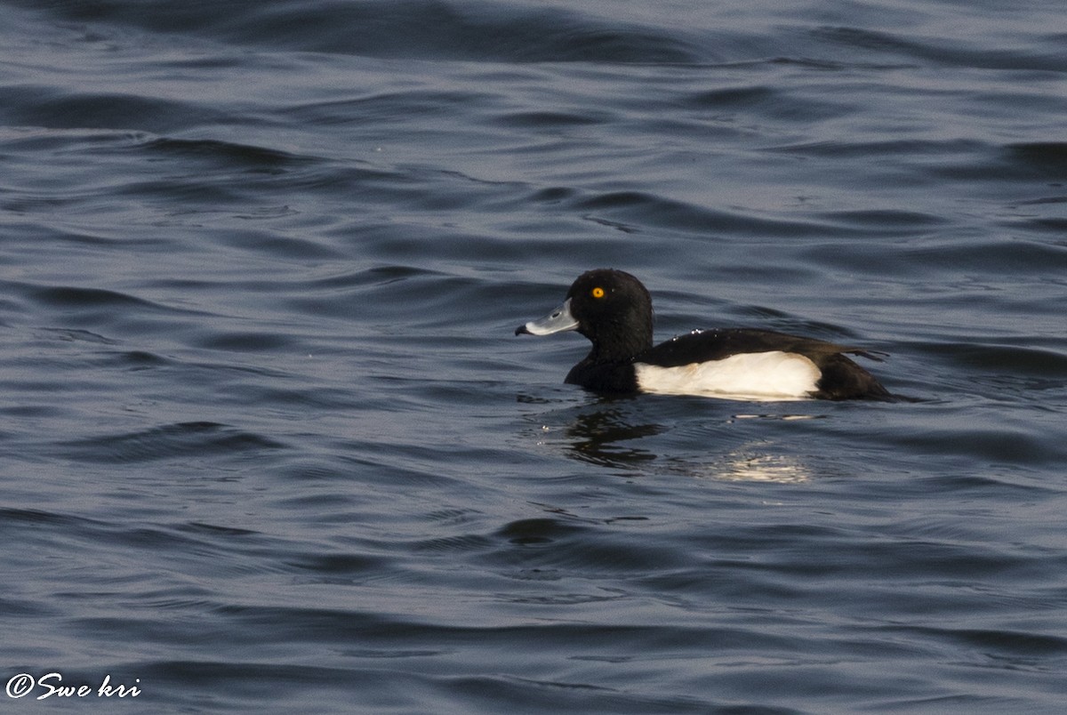 Tufted Duck - ML76199811