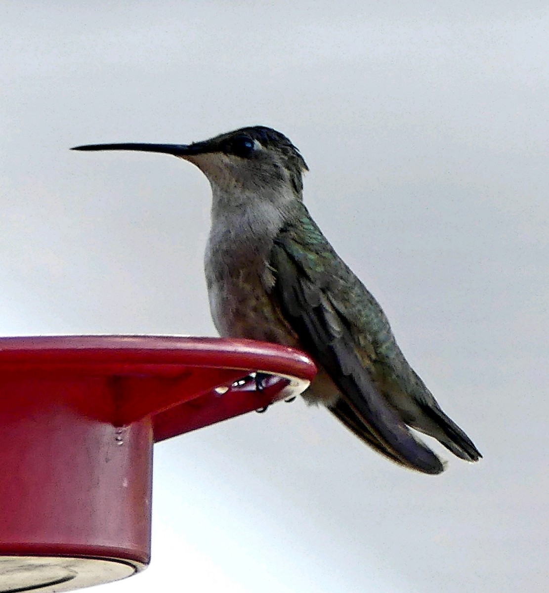 Black-chinned Hummingbird - ML76199871
