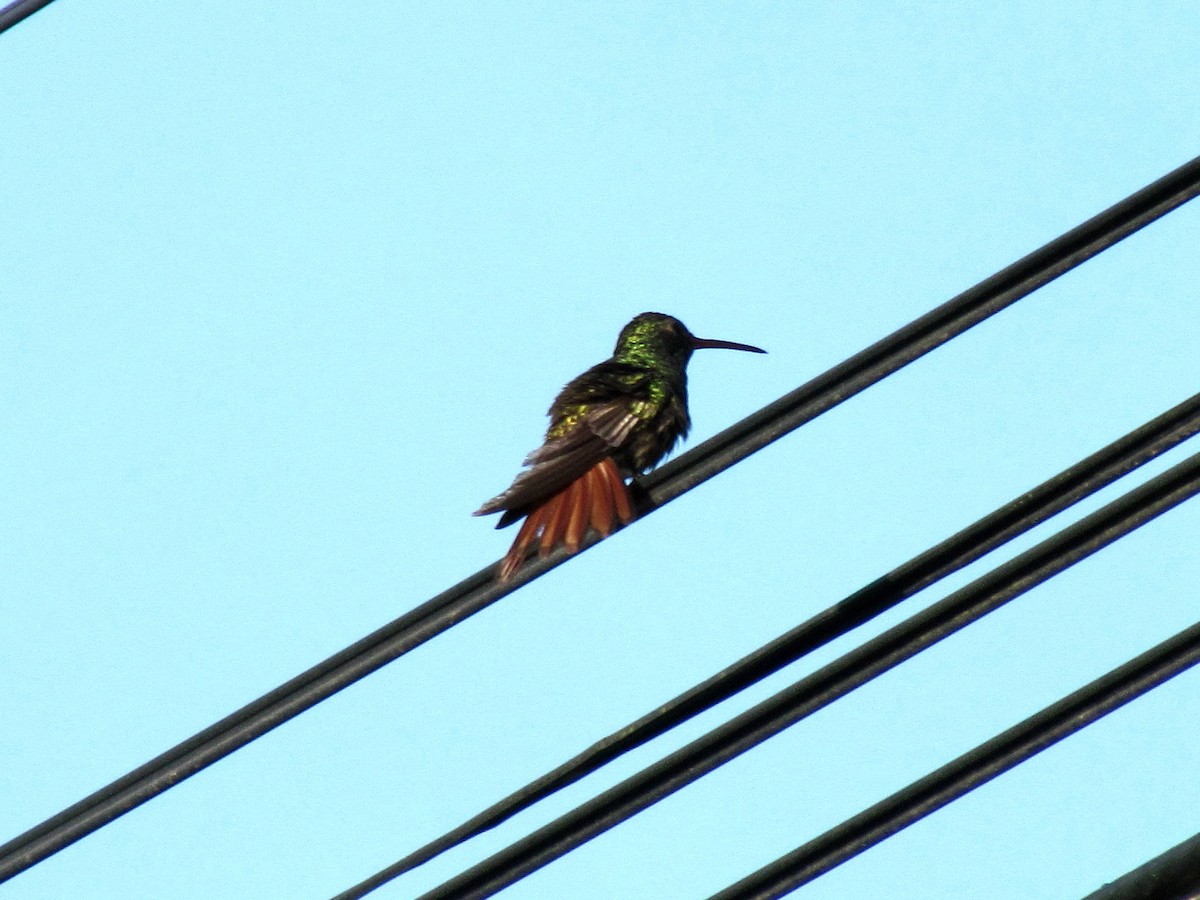 Rufous-tailed Hummingbird - Harold Webe