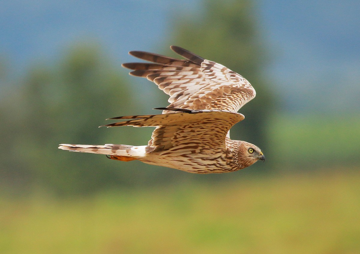 Pied Harrier - Neoh Hor Kee