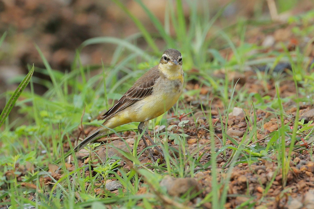 Eastern Yellow Wagtail - Neoh Hor Kee