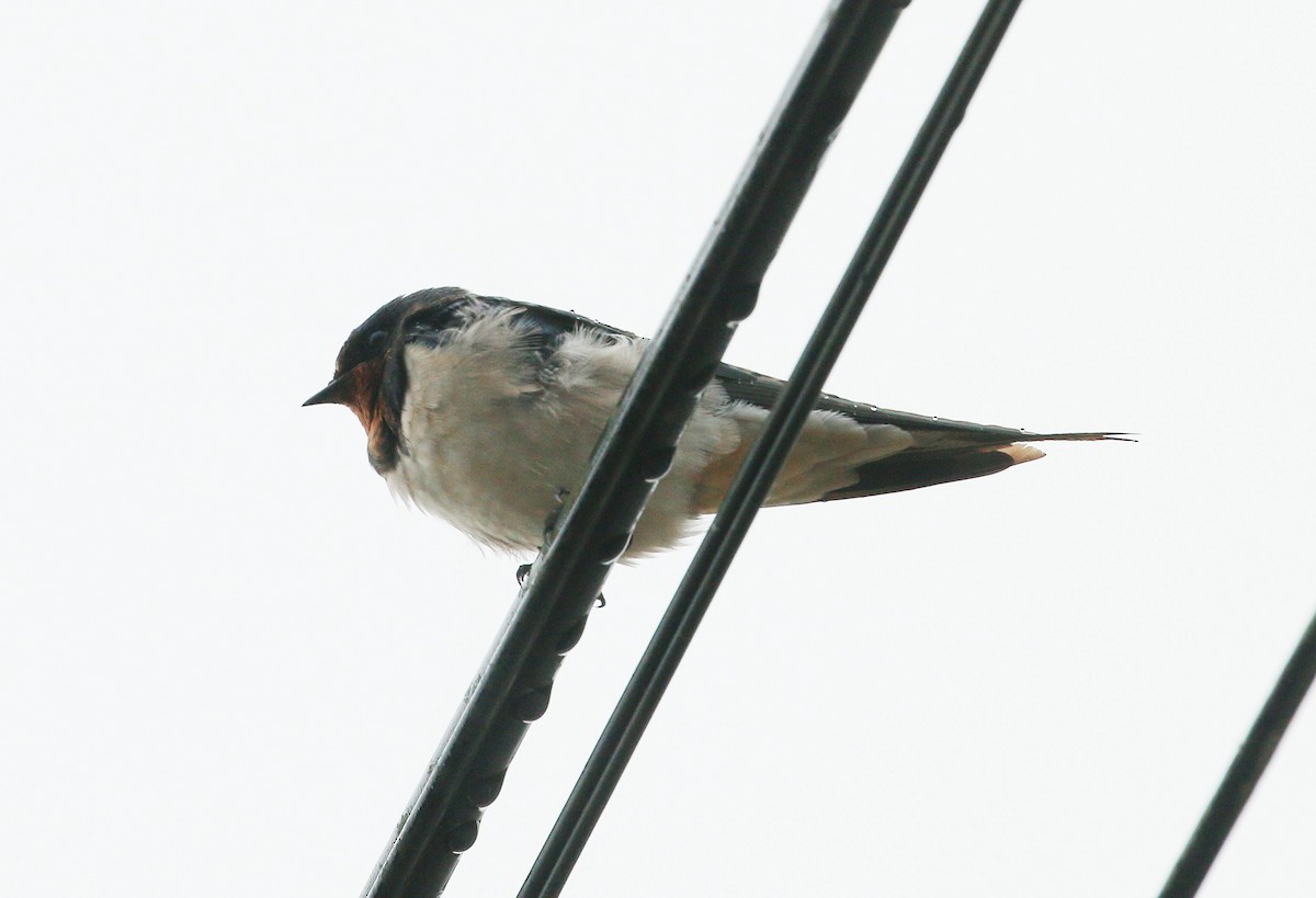 Barn Swallow - ML76203911