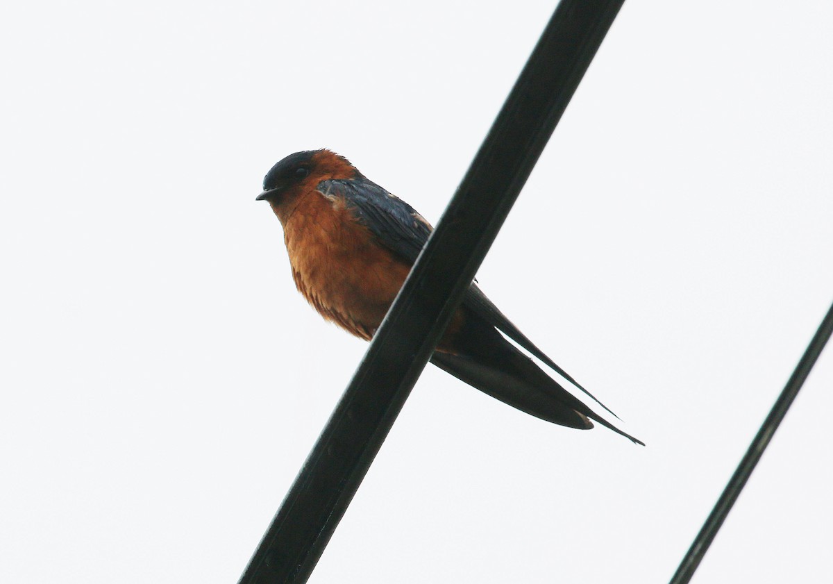 Rufous-bellied Swallow - ML76203941