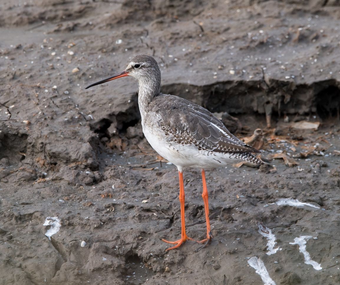 Spotted Redshank - ML76204051