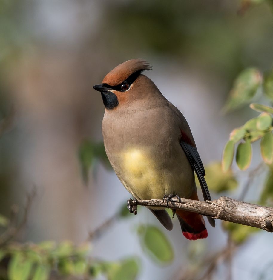 Japanese Waxwing - ML76204201
