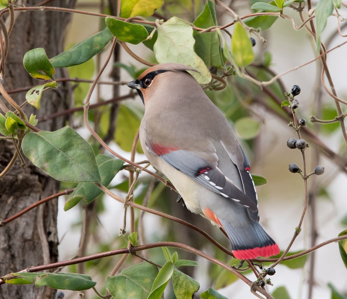 Japanese Waxwing - ML76204211