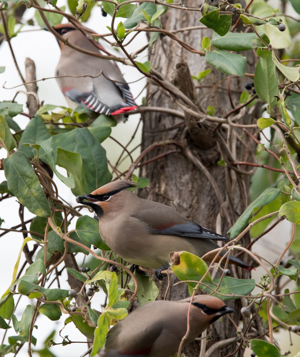 Japanese Waxwing - ML76204221