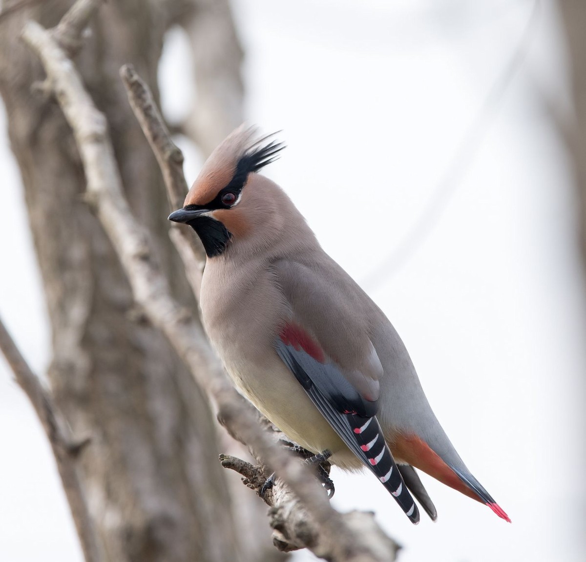 Japanese Waxwing - ML76204231