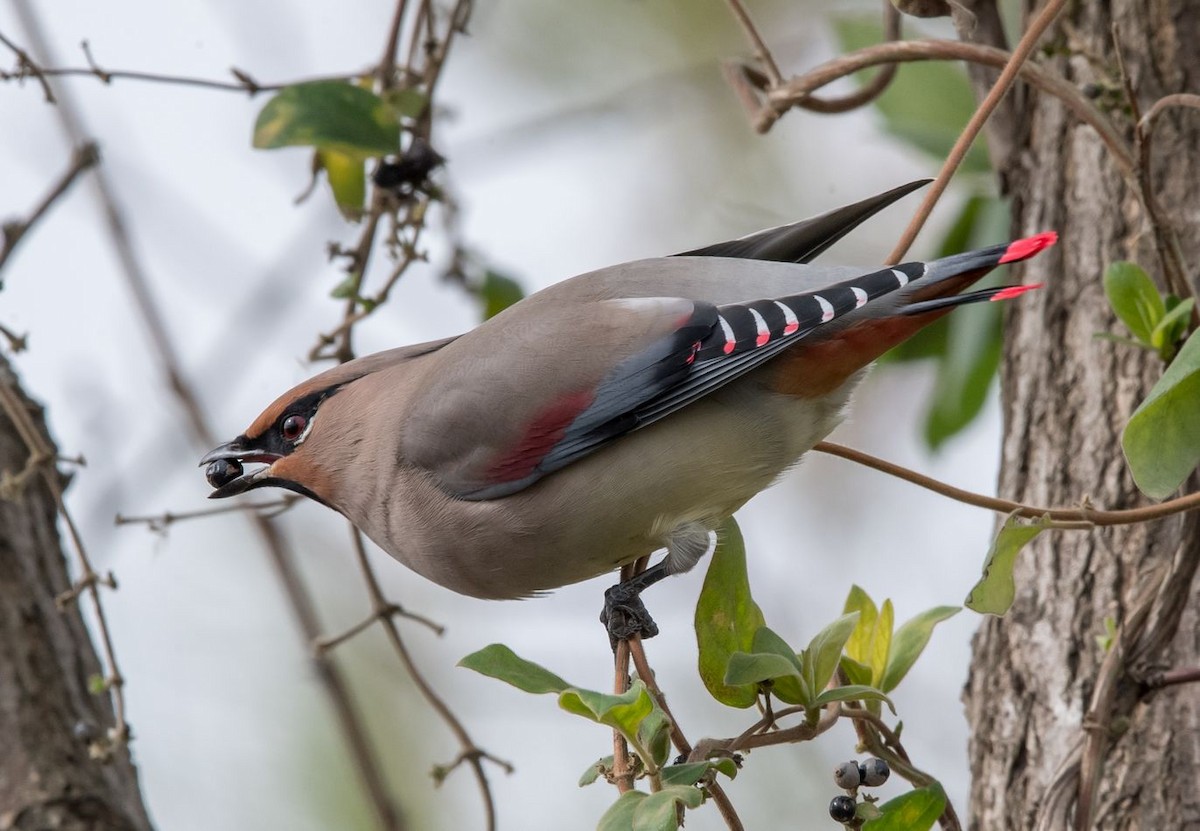 Japanese Waxwing - ML76204241