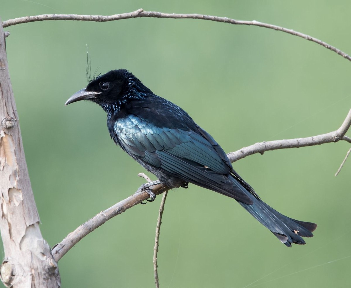 Hair-crested Drongo - ML76204271