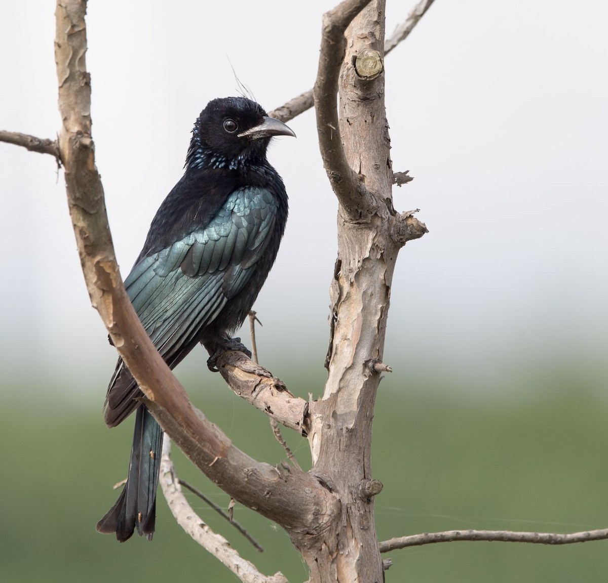 Hair-crested Drongo - ML76204281