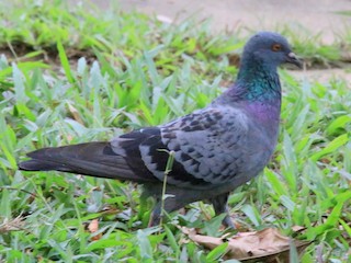 Rock Pigeon (Feral Pigeon), ML76205851