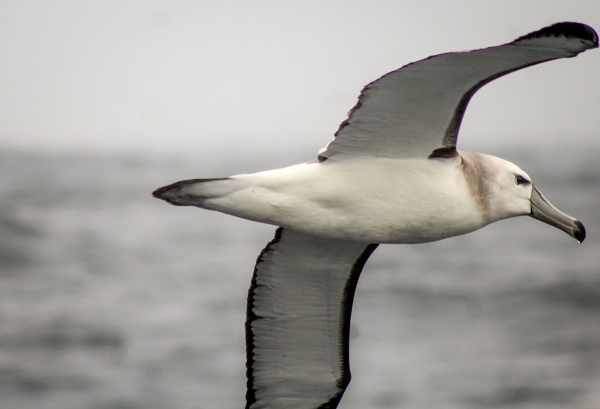 White-capped Albatross - Callum Evans