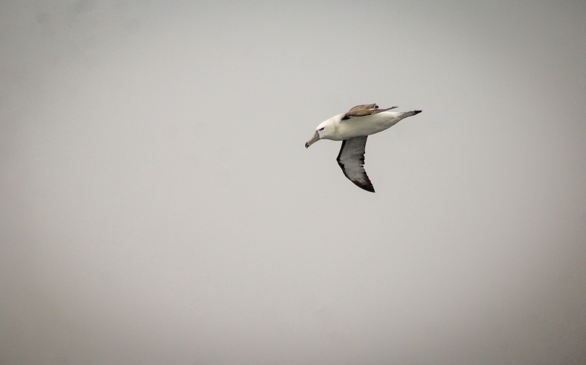 White-capped Albatross - Callum Evans