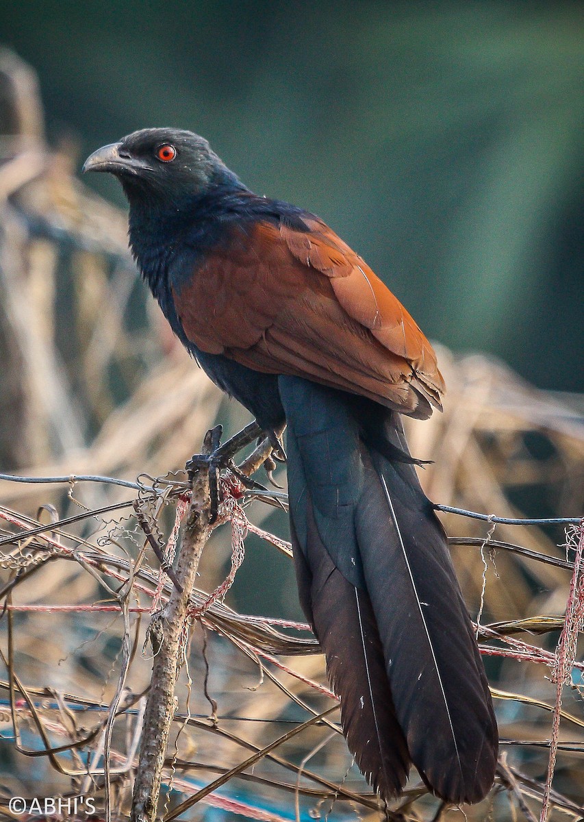 Greater Coucal - Abhijith surendran