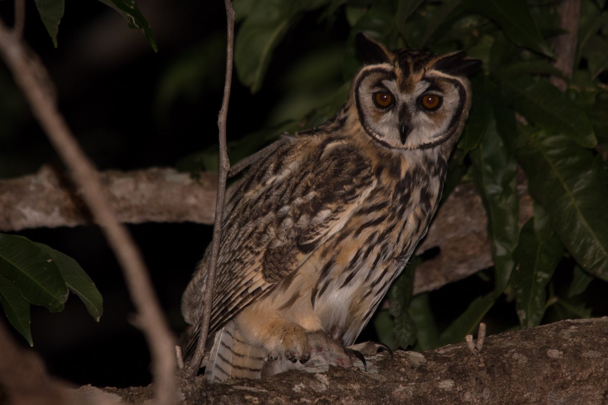Striped Owl - ML76207931
