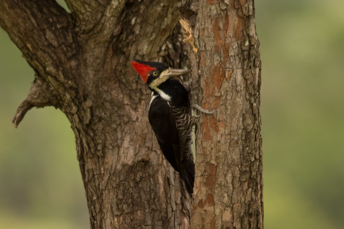 Crimson-crested Woodpecker - ML76208231
