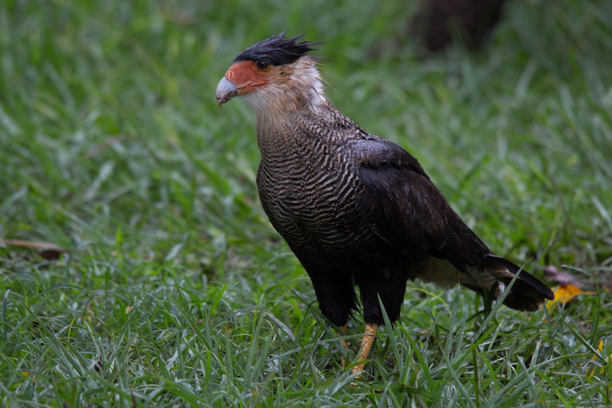 Crested Caracara (Southern) - ML76208291