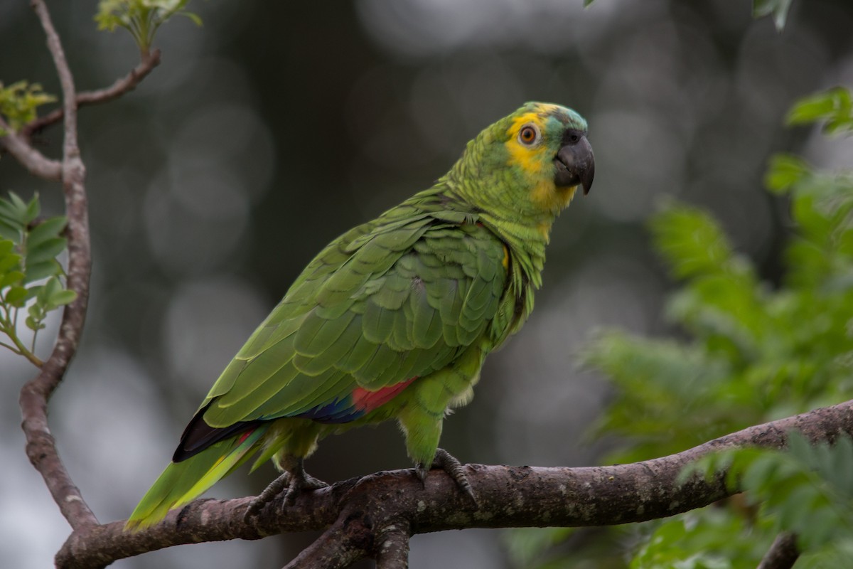 Turquoise-fronted Parrot - João Vitor Andriola