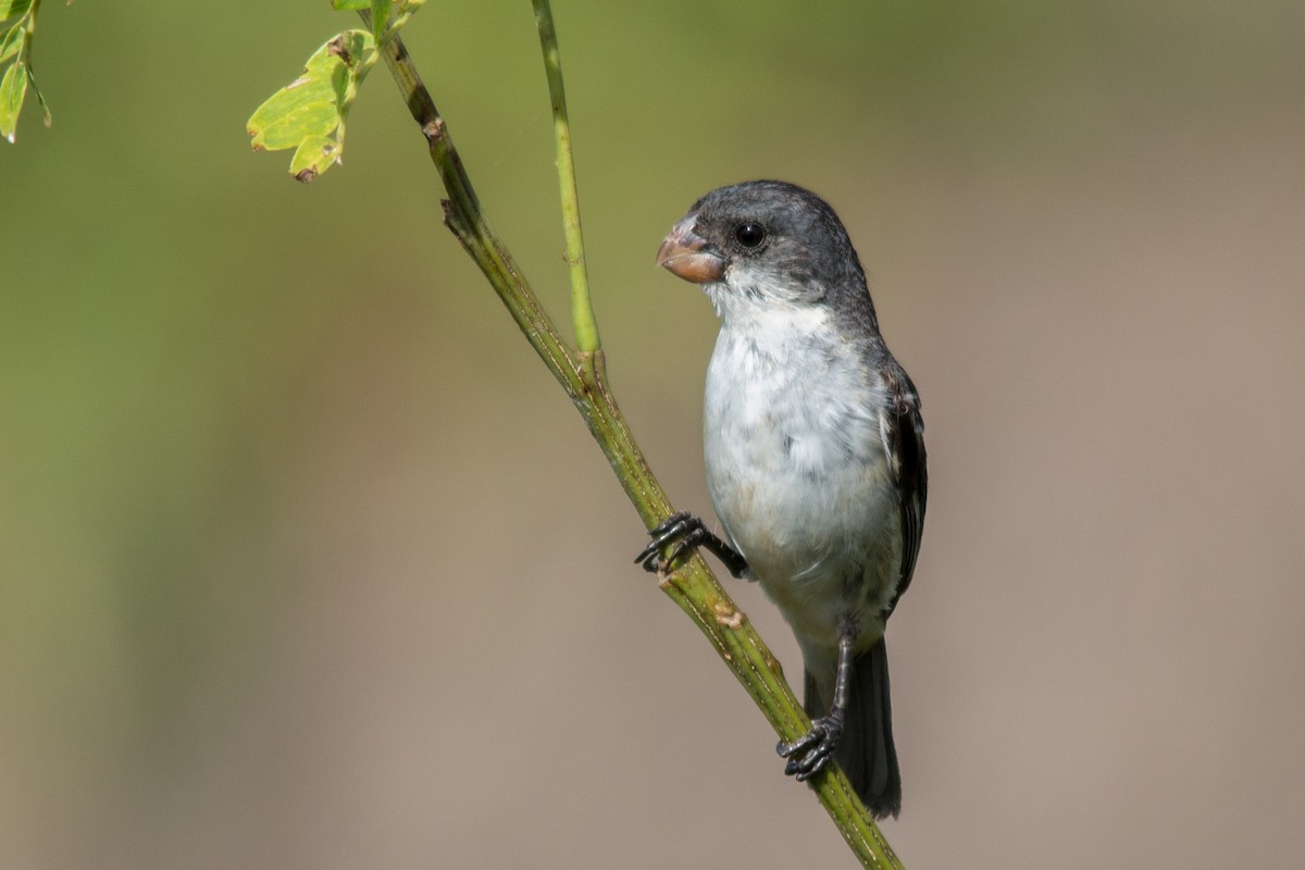 White-bellied Seedeater - ML76209221