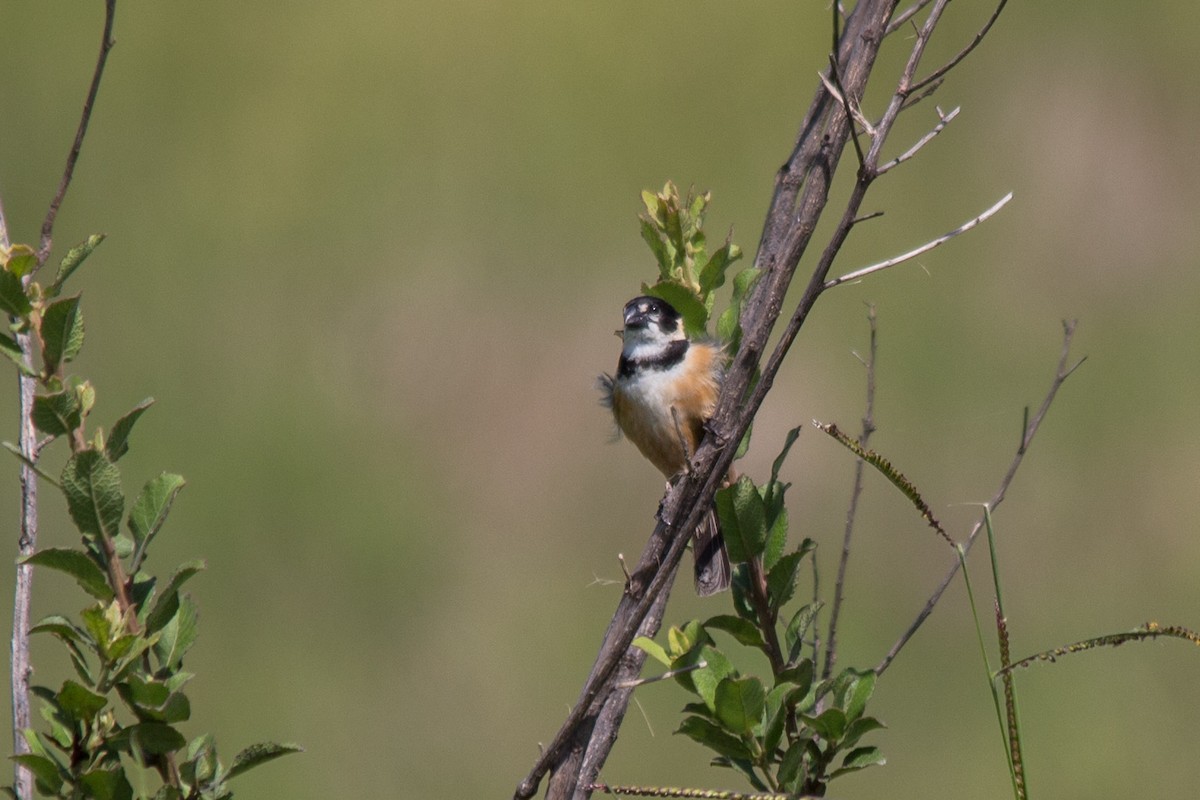 Rusty-collared Seedeater - ML76209291