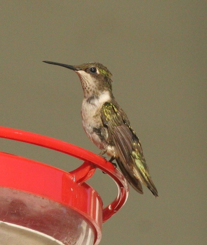 Ruby-throated Hummingbird - Matthew Bowman