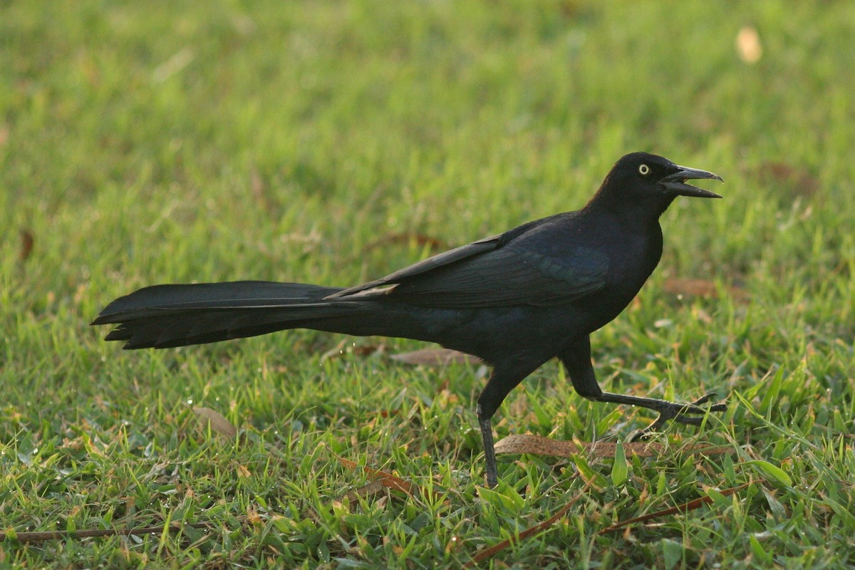 Great-tailed Grackle - Matthew Bowman