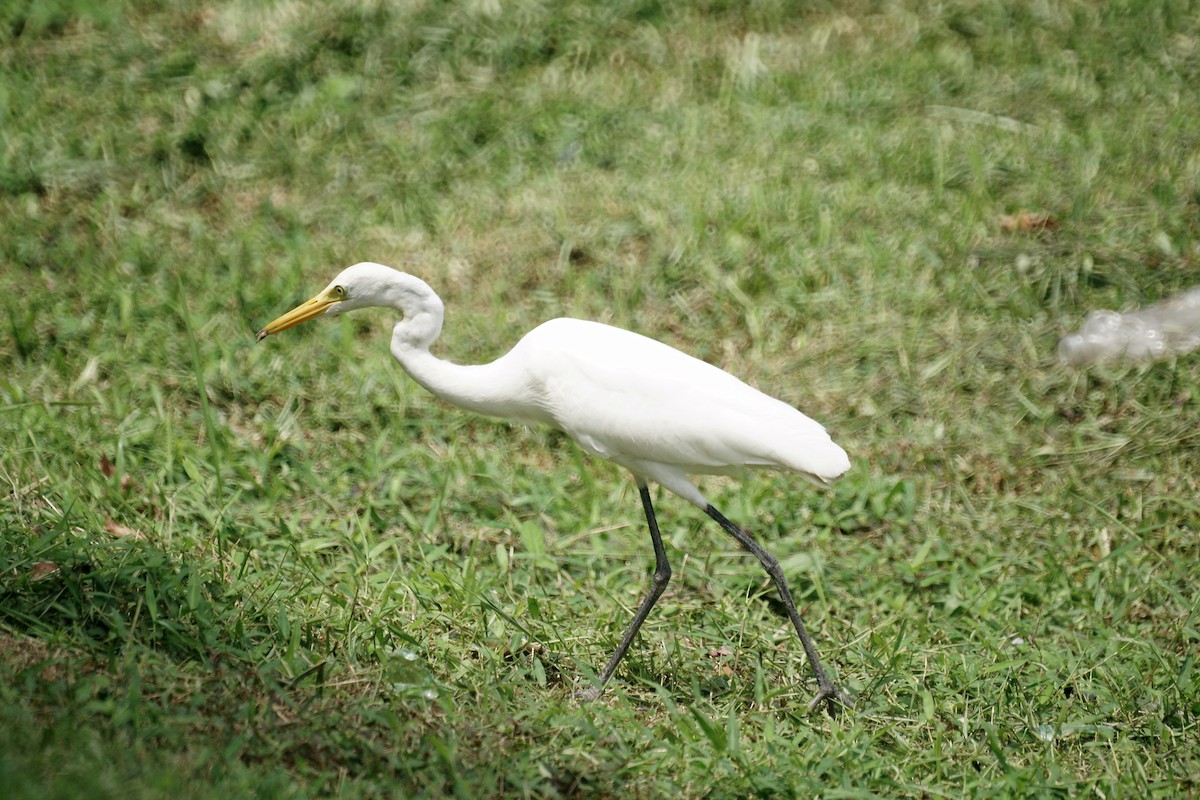 Medium Egret - Kian Guan Tay