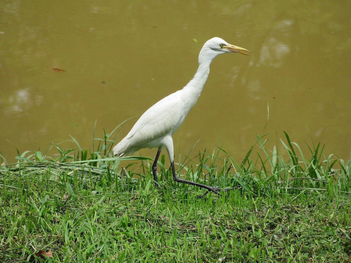 Eastern Cattle Egret - Kian Guan Tay