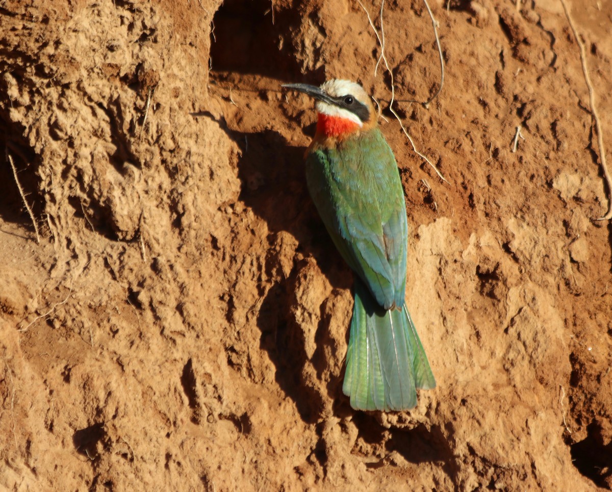 White-fronted Bee-eater - ML76214151
