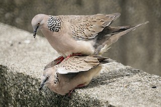 Spotted Dove, ML76216631