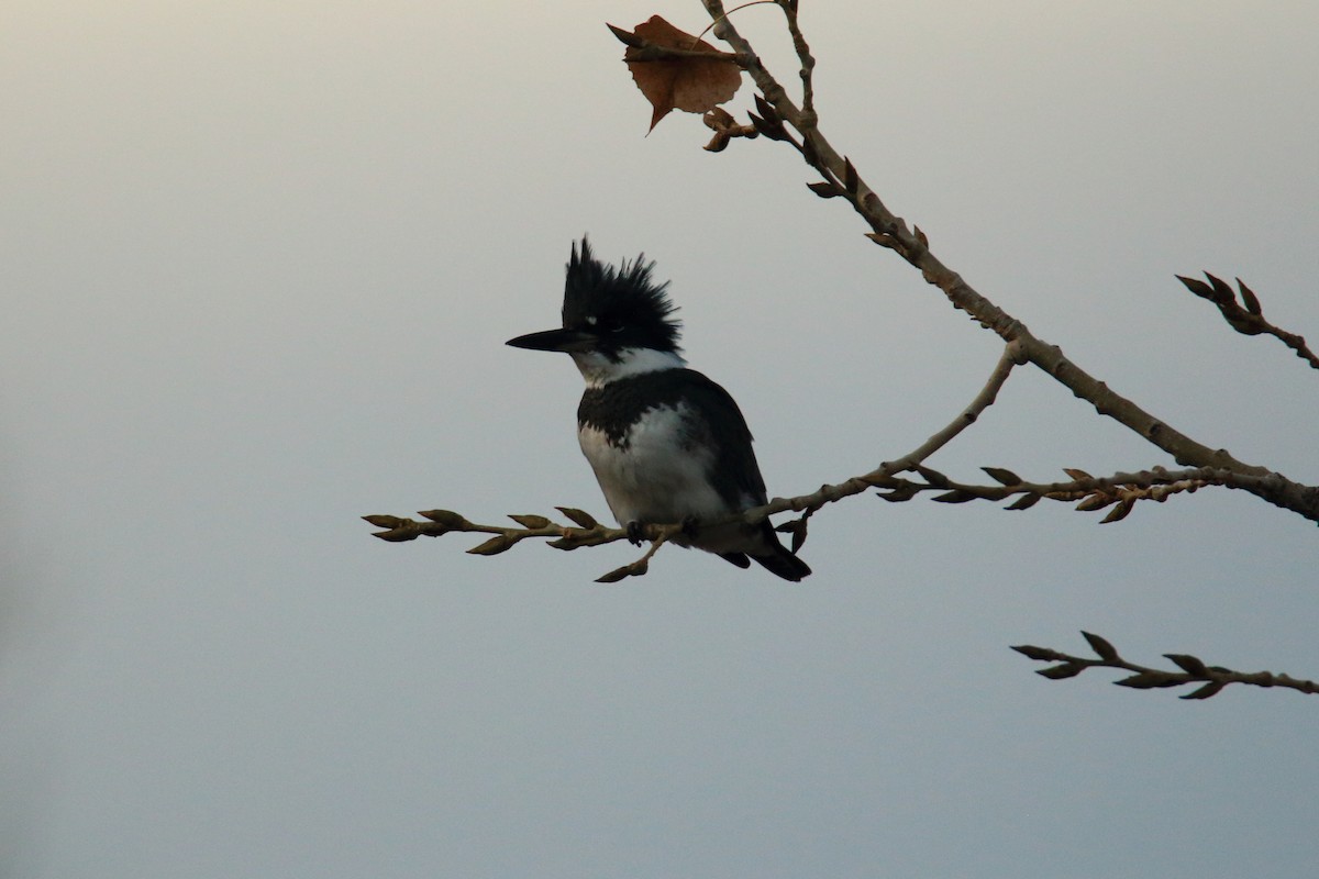 Belted Kingfisher - ML76217861