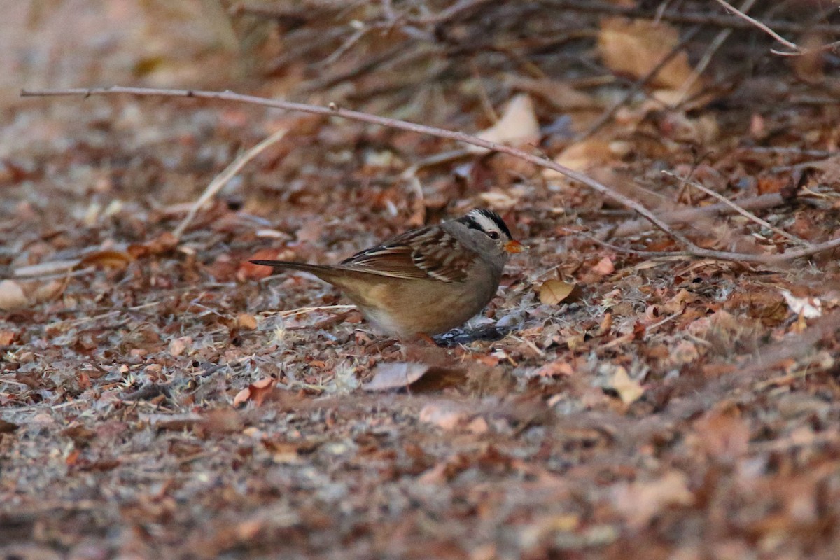 White-crowned Sparrow - ML76217871