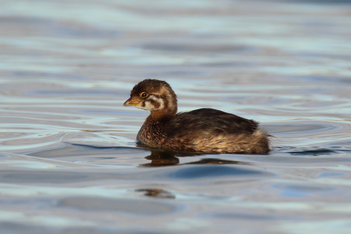 Pied-billed Grebe - Keith Butler