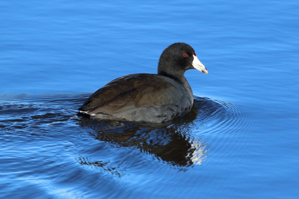 American Coot - Keith Butler