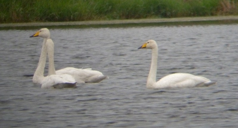 Whooper Swan - ML76222011