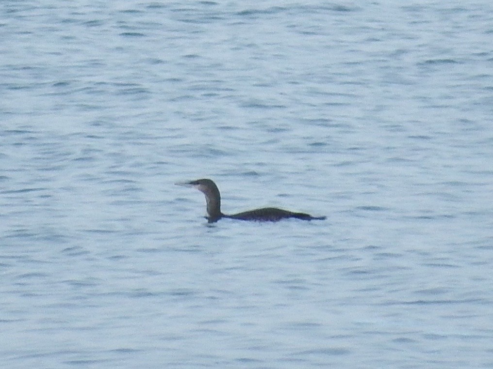 Red-throated Loon - ML76226961