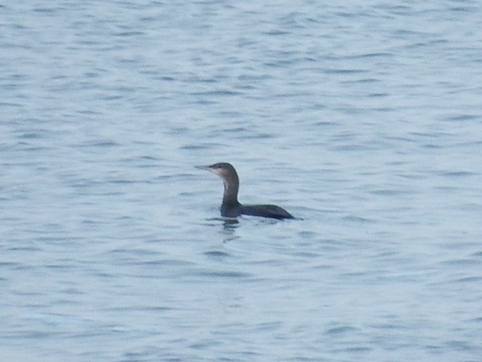 Red-throated Loon - ML76226971