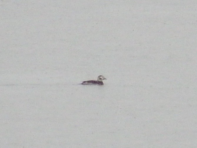 Long-tailed Duck - ML76228311