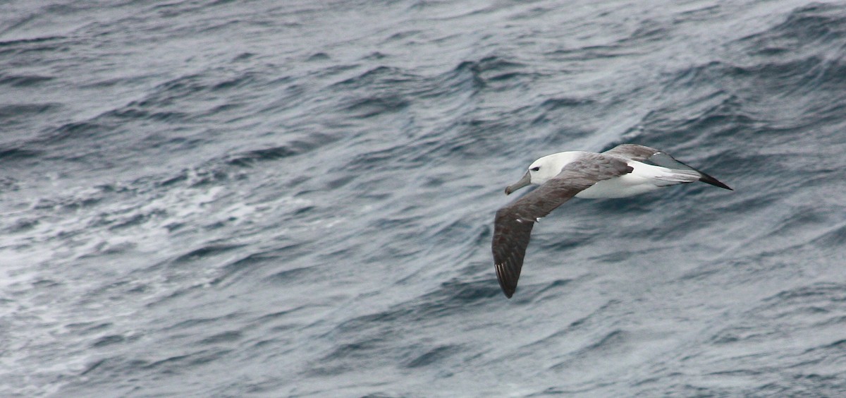 White-capped Albatross - Maxime Aubert