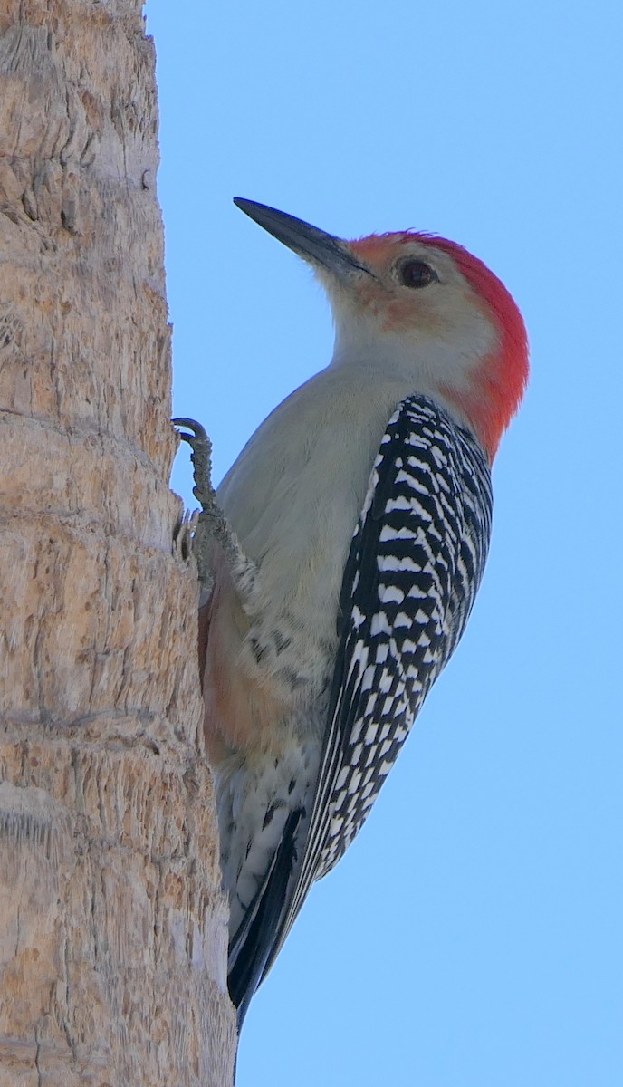 Red-bellied Woodpecker - Claire Herzog