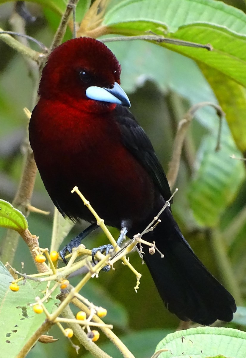 Silver-beaked Tanager - ML76233031
