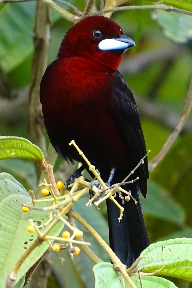 Silver-beaked Tanager - ML76233051