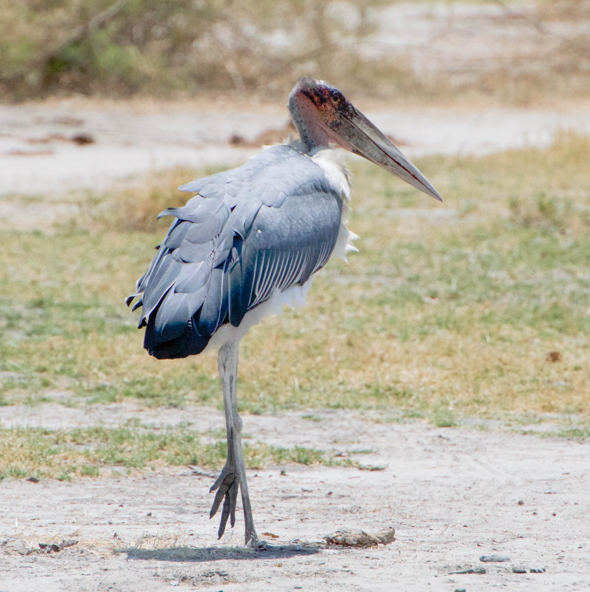 Marabou Stork - Joe C. Pacifico