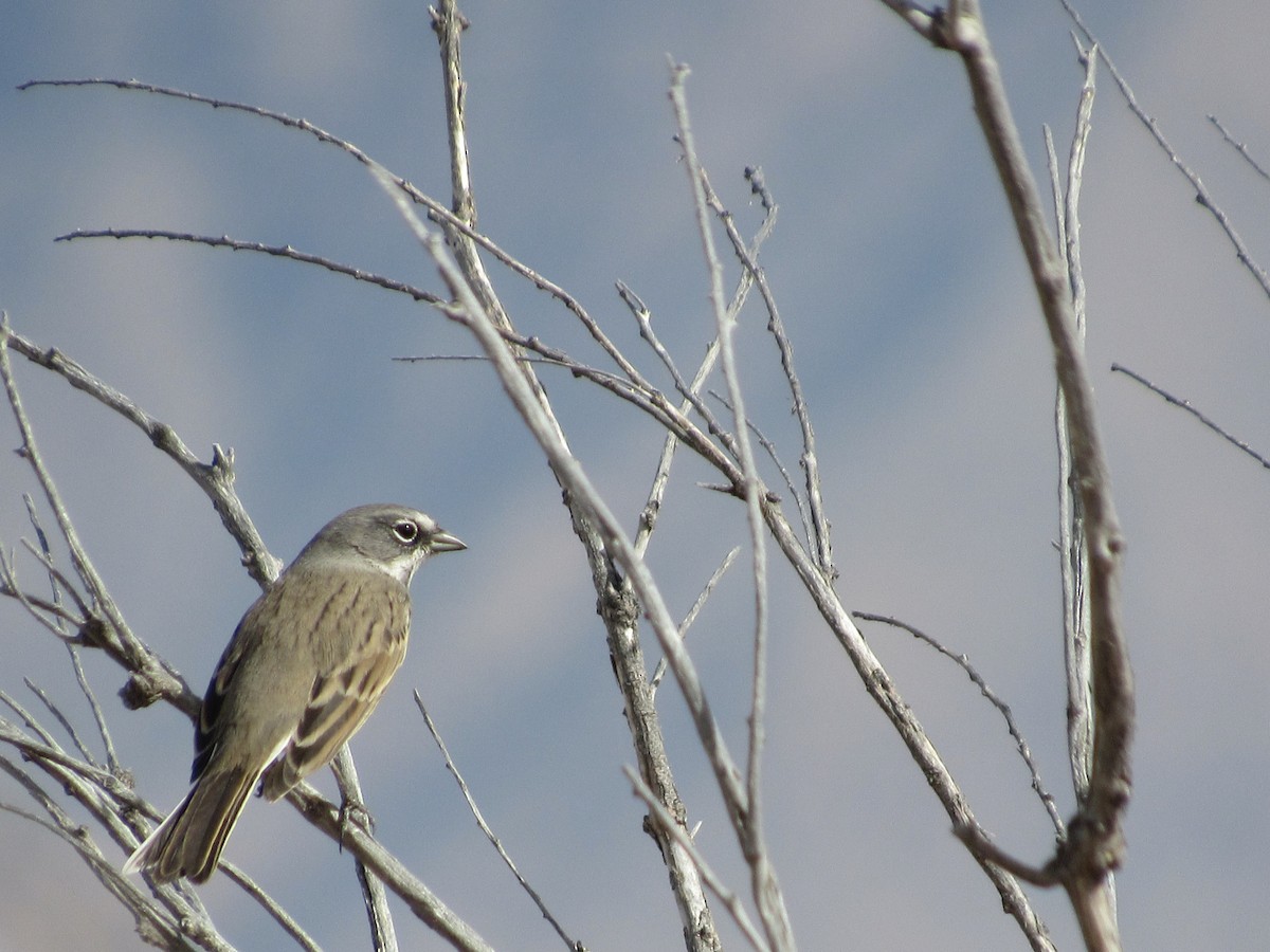 Sagebrush Sparrow - Dennis Shepler
